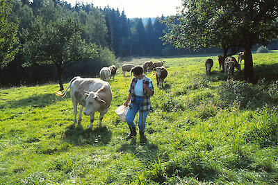 Bauernhofurlaub mit Kühen im Bayerischen Wald